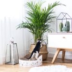 Κομοδίνο Nature-Drus-Leuko - Image 3